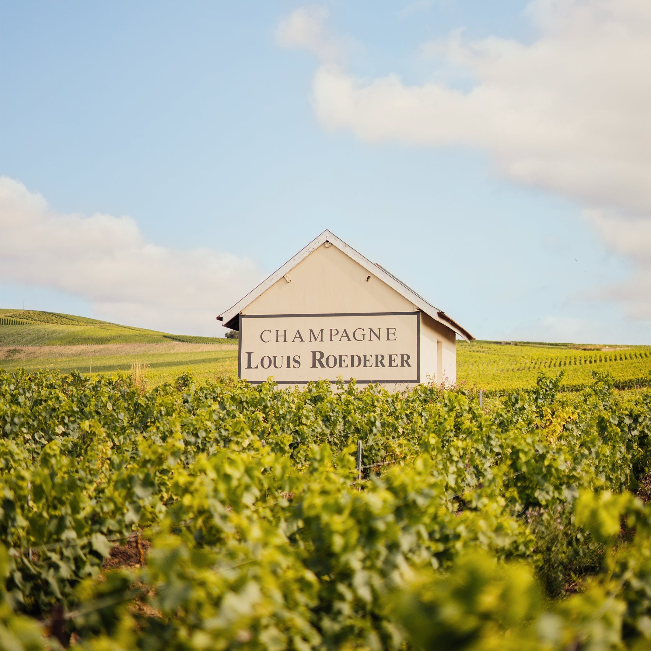Champagne Louis Roederer Vineyards